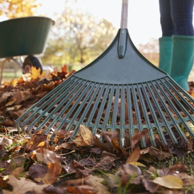Close Up Of Woman Raking Autumn Leaves In Garden